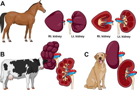 The Species Variation In Mammalian Kidneys A Equine With