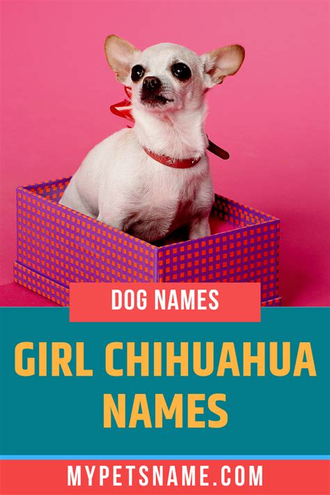 Girl Chihuahua Names