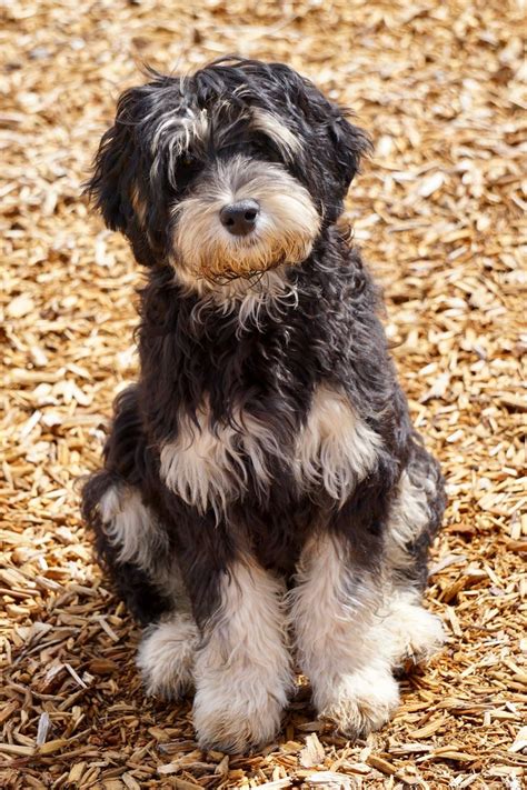 We love our australian labradoodle puppies from start to finish! Black Phantom Australian Labradoodle Stud | Labradoodle ...