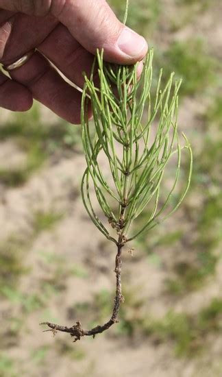 Field Horsetail Mizzou Weedid