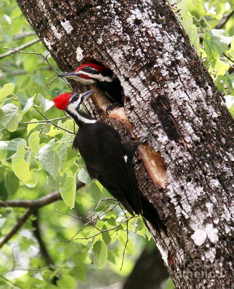 Pileated Woodpeckers At Nest Cavity Photograph By Myrna Bradshaw Pixels