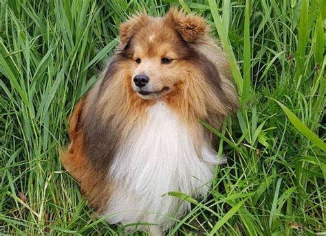What You Need To Know About Miniature Shelties Sheltie Planet