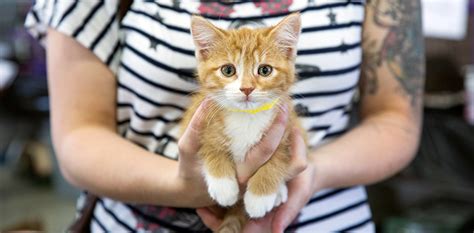 Before you rush into adopting a cat, do realise that having a pet is a big responsibility. Cat Adoption Near Me - petfinder