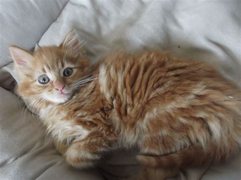 5 miles 10 miles 25 miles 50 miles 100 miles 200 miles 500 miles. gorgeous long haired male ginger kittens | Sleaford ...