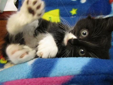 20 Pictures Of Cute Kittens To Put A Smile On Your Face