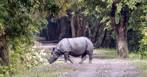 Poachers Kill Rhinoceros In Assams Kaziranga National Park Flee With