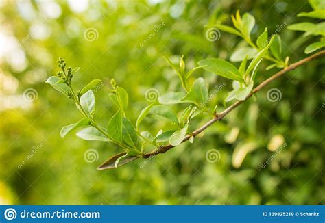 Beautiful Green Leaves On A Tree Branch Stock Image Image Of Branch