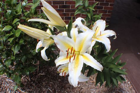 Lilium Speciosum Japanese Lily Cultivated A Photo On Flickriver