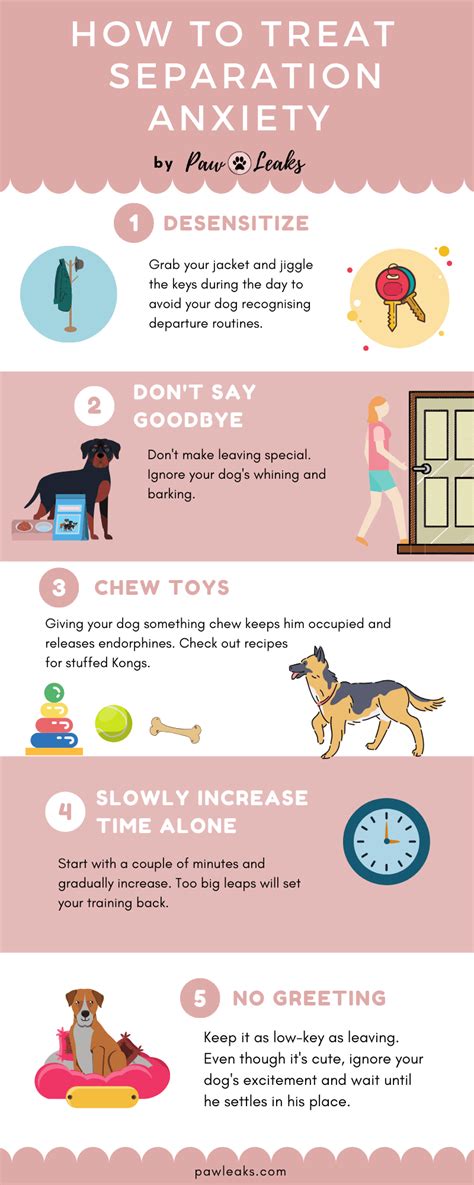 The Complete Guide To Dog Separation Anxiety Pawleaks