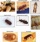 Pantry Pest Identification Images