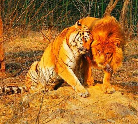 Lion X Tiger Animais