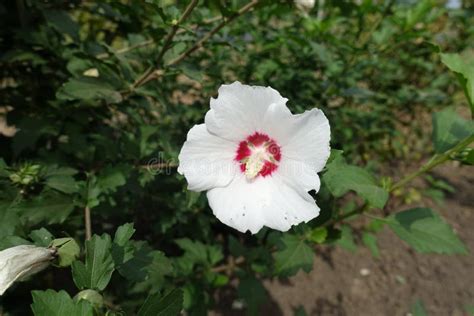 One White Flower Of Hibiscus Syriacus Stock Photo Image Of Mallow