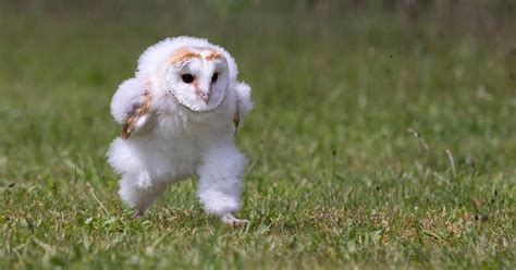 Cute Fluffy Baby Owls