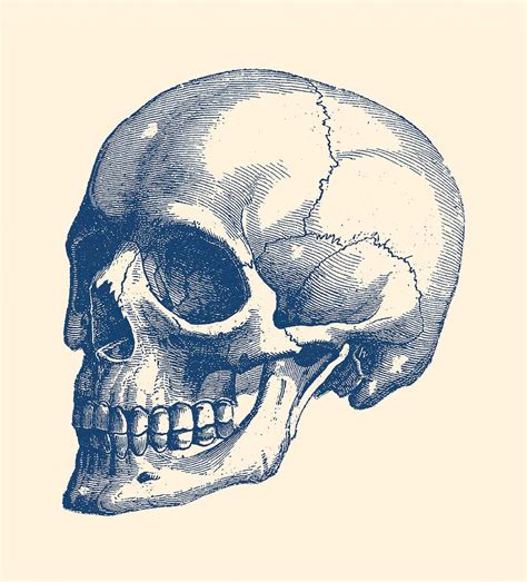 Human Skull Vintage Anatomy Poster By Vintage Anatomy Prints Human