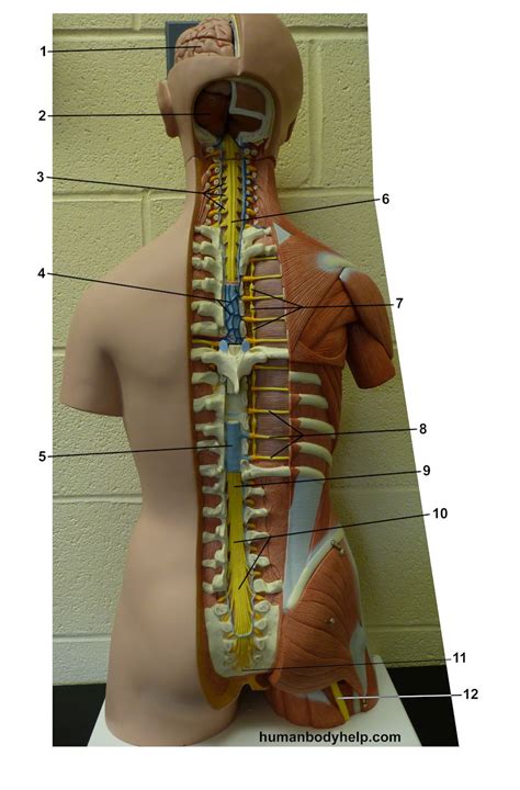 Spinal Cord Torso Human Body Help