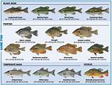 Pictures of Florida Saltwater Fishing License