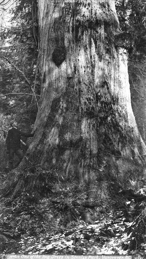 One Of The Big Trees In Stanley Park Vancouver Bc City Of