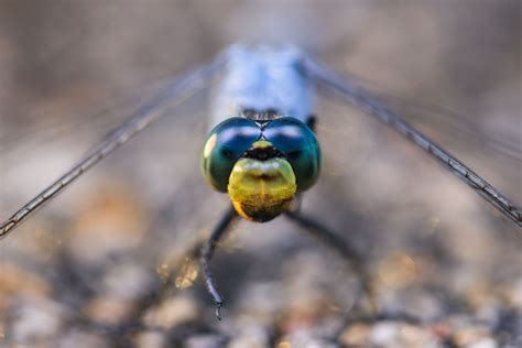 How To Focus In Macro Photography