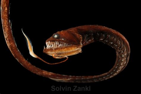 Black Dragonfish From Googly Eyed Spaghetti To Deep Sea Monster