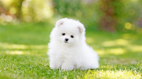 Fluffy Bichon Frise Fluffy Small White Dog Breeds Dogs Of Days Summer