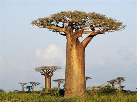 Adansonia Grandidieri Grandidier Baobab Madagascar Baobab Etsy