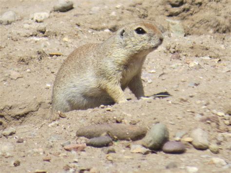 Natural Selections Mammals Of Southern Arizona