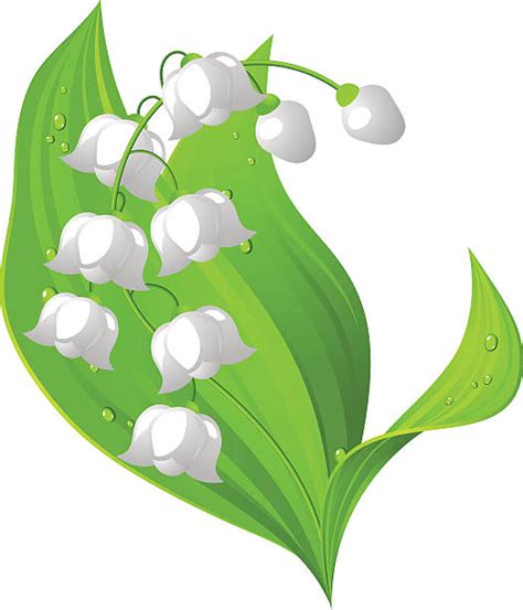 Flowers Of Lily Of The Valley Pictures Illustrations Royalty Free