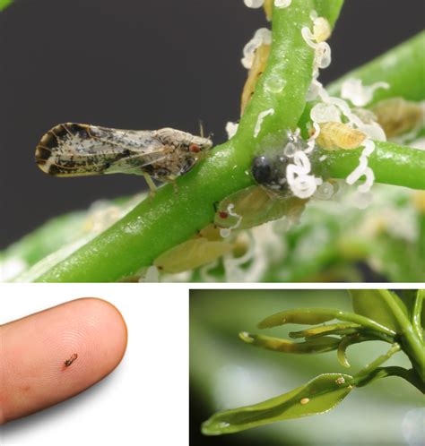 Be On The Lookout For The Asian Citrus Psyllid The Real Dirt Chico