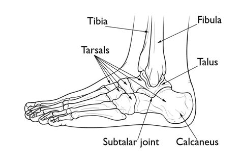 Calcaneus Heel Bone Fractures Orthoinfo Aaos