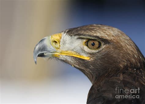 Majestic Golden Eagle Photograph By Inspired Nature Photography Fine