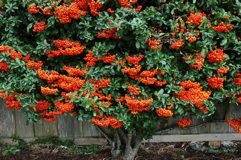 Best Ornamental Trees Photos