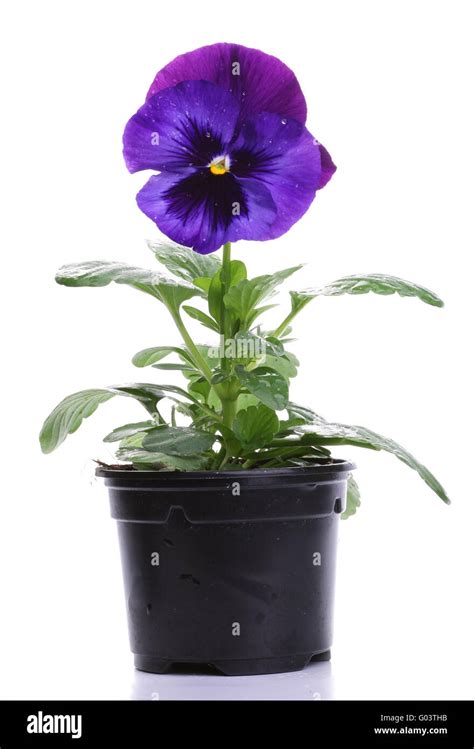 Plastic Pots With Blue Purple Pansy Isolated Over White Stock Photo Alamy