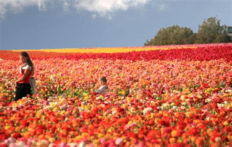 The Flower Fields Of Carlsbad Ranch Top Things To Do In San Diego