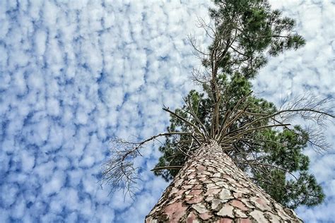 Trees Clouds Sky Nature Wallpaper Coolwallpapersme