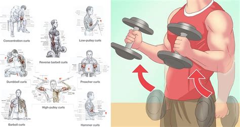 How To Build Bigger Biceps 4 Easy Exercises To Bulk Up Your Biceps