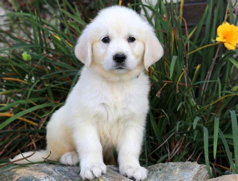 English crème retrievers are famous for their beautiful light crème coats. Baby Cakes | Golden Retriever - English Cream Puppy For ...