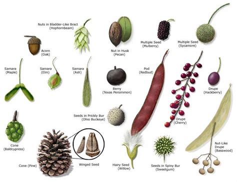 Image Result For Tree Seed Identification Chart Tree Identification