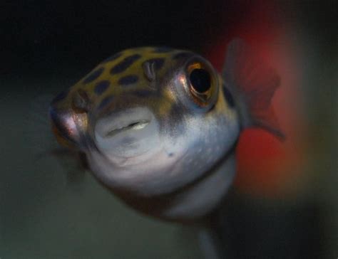 Green Spotted Puffer Tetraodon Nigroviridis Photos