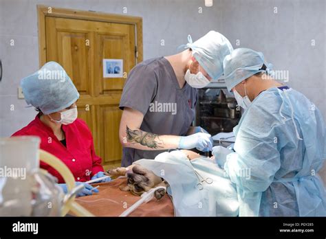 Veterinary surgeons make surgery for dog in the operating room of a