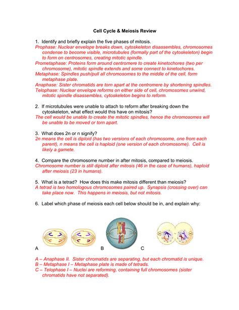 Mitosis Vs Meiosis Worksheet Answer Key Fabad