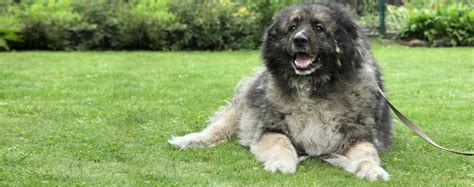 Top Activities For Dogs Over 100 Pounds Wag