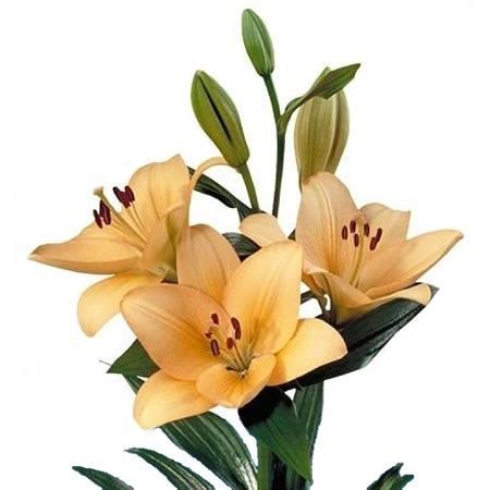 LILY LA MENORCA 90cm 5 Wholesale Dutch Flowers Florist Supplies UK