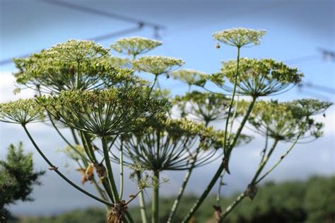 How To Spot Dangerous Giant Hogweed Which Is Spreading Following The