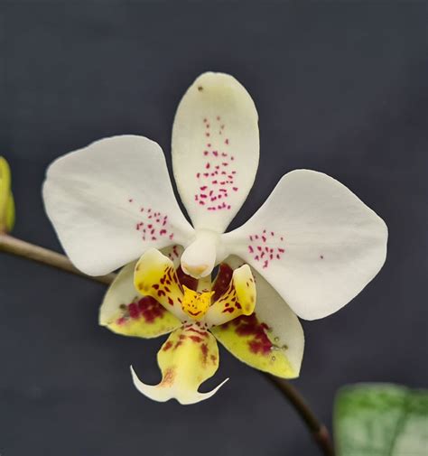 Phalaenopsis Stuartiana ``sogo´´ Orchidhouse Asia