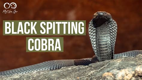 Black Spitting Cobra Naja Nigricincta Woodi Herping South Africa