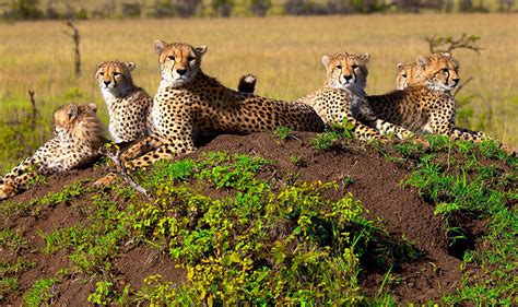 South Africa Vacations Luxury South Africa Safari Safaris