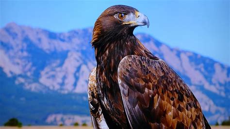 Online Crop Hd Wallpaper Close Up Photography Of Brown Eagle High
