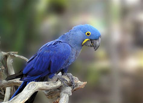 Baby Blue Macaw Biological Science Picture Directory