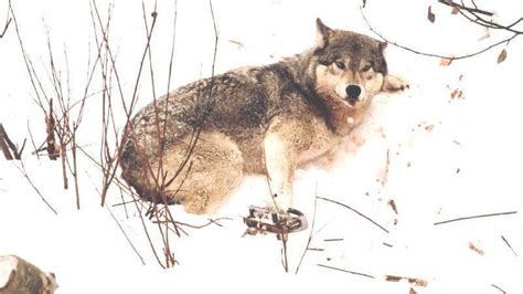 Petition · Force Us Government To Protect Wolves ·
