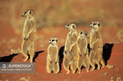 Meerkats Suricata Suricatta Adult Group Standing Upright At Animal